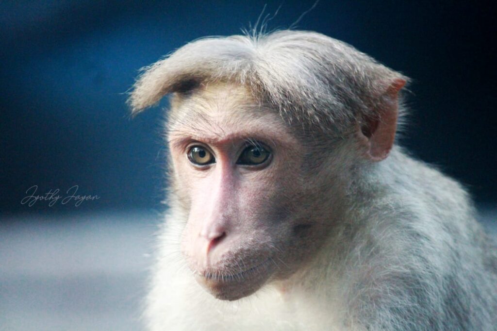 Wild primate photographed in the dense forests of Parambikulam Tiger Reserve with natural forest background.