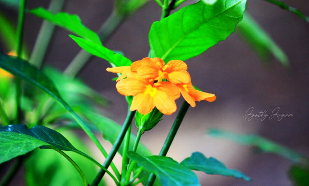 Tiny red wildflower blooming on a leafy branch against a dark, blurred background.