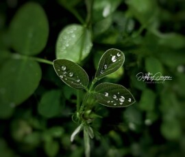 Gallery img 0080