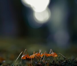 Gallery img 0081