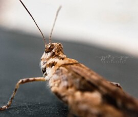 Gallery img 0082