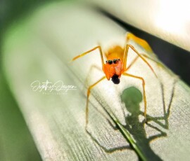 Gallery img 0083