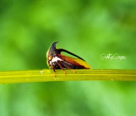 Gallery img 0084