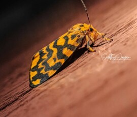 Gallery img 0085