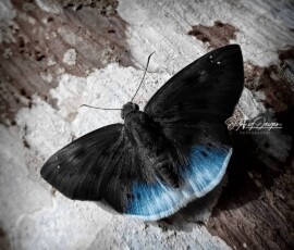 Gallery img 0087