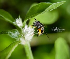 Gallery img 0088