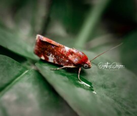 Gallery img 0089