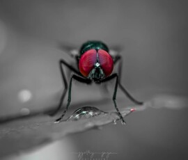 Gallery img 0090