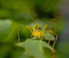 Gallery img 0091