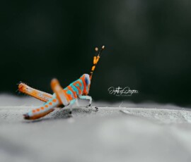 Gallery img 0092