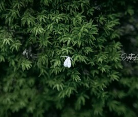 Gallery img 0093