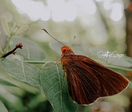Gallery img 0095