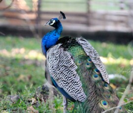 Gallery Majestic Indian peacock captured in the pristine wilderness of Parambikulam Tiger Reserve, showcasing its vibrant colors and natural beauty.