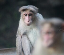 Gallery Wild monkey captured in its natural habitat at Parambikulam Tiger Reserve, Kerala, showcasing the rich biodiversity of the Western Ghats