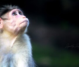 Gallery Wild monkey resting on a tree branch in the forests of Parambikulam Tiger Reserve, Kerala.
