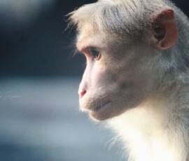 Gallery Monkey observing its surroundings amidst the lush greenery of Parambikulam, Kerala.