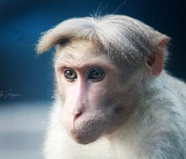 Gallery Wild primate photographed in the dense forests of Parambikulam Tiger Reserve with natural forest background.