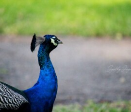 Gallery Indian peacock displaying vibrant blue and green plumage in the natural forests of Parambikulam Tiger Reserve, Kerala.