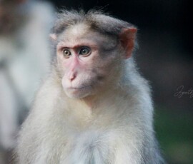 Gallery Nature wildlife photograph of a monkey perched on a tree in Parambikulam Tiger Reserve, Kerala.
