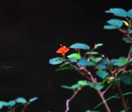 Gallery Bright orange flower blooming among lush green leaves captured in close-up nature photography.