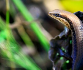 Gallery Close-up photograph of a slender brown snake showcasing detailed scales and natural camouflage.