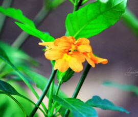 Gallery Tiny red wildflower blooming on a leafy branch against a dark, blurred background.