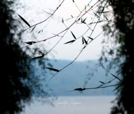 Gallery Beautiful silhouette photograph captured at sunset in Parambikulam Tiger Reserve, Kerala, highlighting the natural beauty of the Western Ghats.