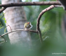 Gallery Small finch perched on a tree branch in its natural habitat, captured through wildlife and nature photography